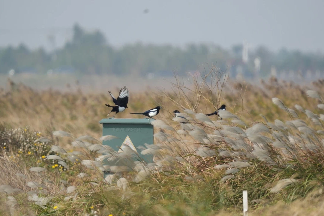 Dongtan Wetland Park