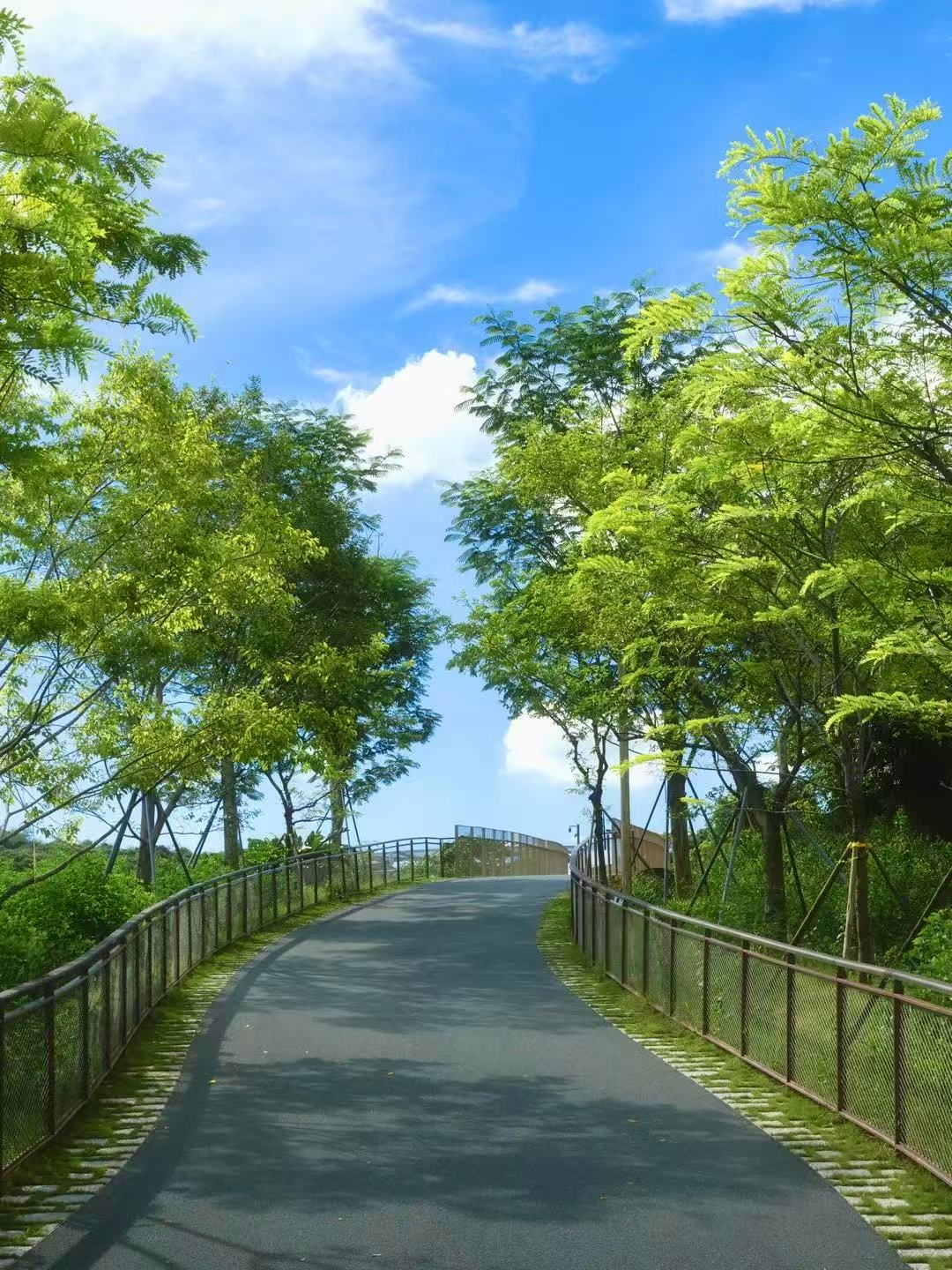 Shenzhen's Scenic Routes: The Ultimate Guide to Cycling & Self-Driving Adventures