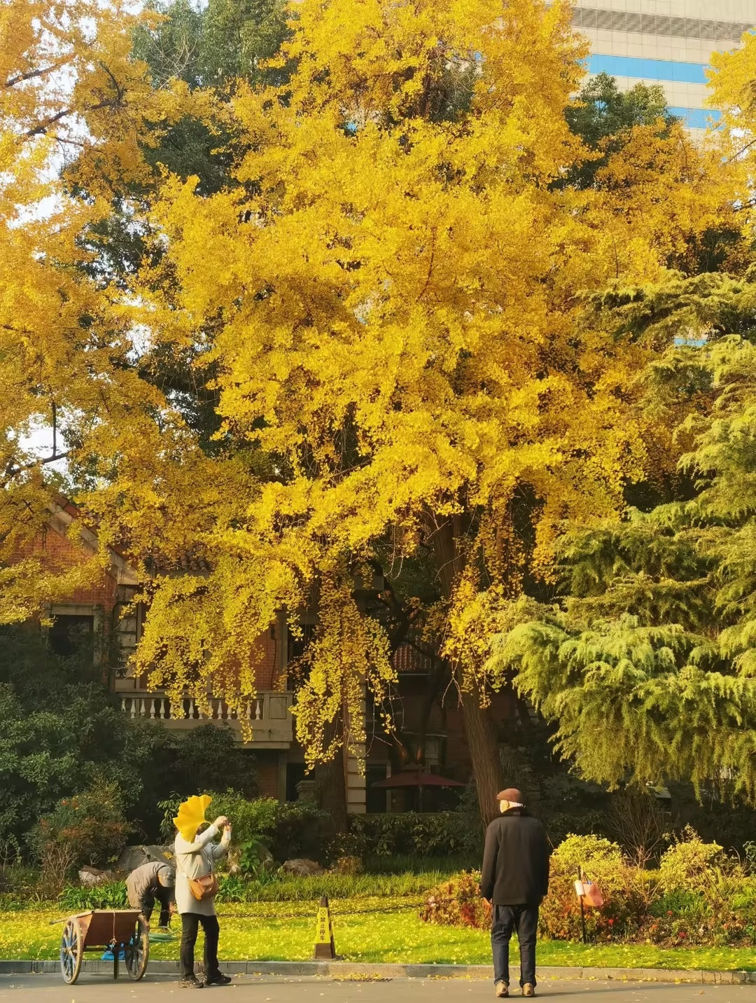 Shanghai's Golden Season: 8 Must-See Autumn Wonderlands