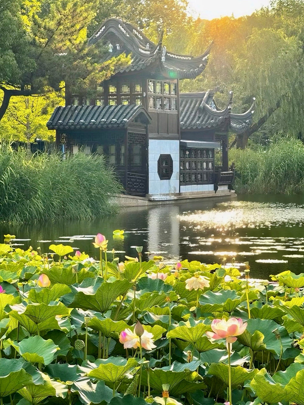 Shanghai's Urban Oasis: Peace Park's Hidden Gardens & Lakeside Serenity