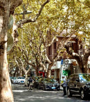 Explore Like a Local: French Concession Walking Tour